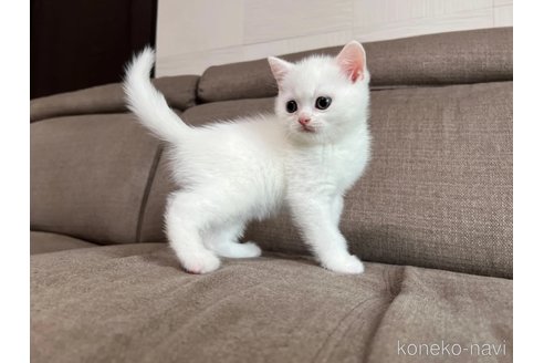 商談中の茨城県のスコティッシュフォールド-119801の2枚目